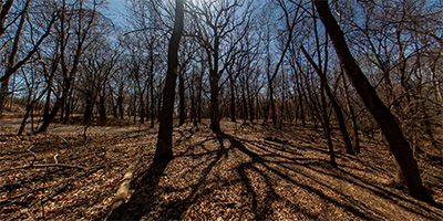 Reservoir Woods Trail 5