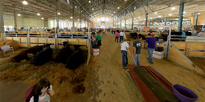 Cattle Barn