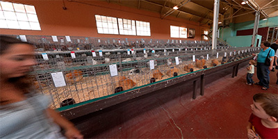 Roosters in the Sheep and Poultry Barn